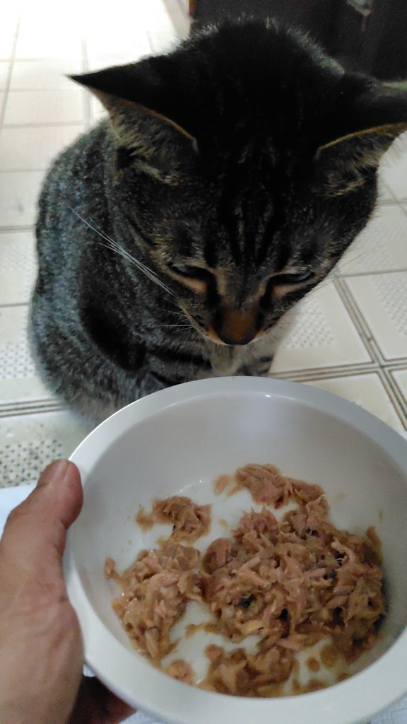 威旺WeWant。貓用好心情益生菌。市售常見益生菌實測。寵物 威旺WeWant。貓用好心情益生菌。市售常見益生菌實測。寵物