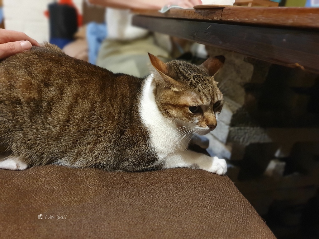 新北永和美食。Mr.chu啾咖啡食堂。五隻貓店長的營業會所。 新北永和美食。Mr.chu啾咖啡食堂。五隻貓店長的營業會所。