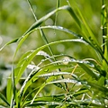 grass-2072259_960_720.jpg