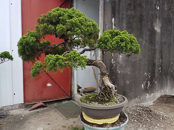 臺灣真柏的創意修剪換盆 生活藝術部落格 痞客邦 臺灣真柏的創意修剪換盆 生活藝術部落格 痞客邦