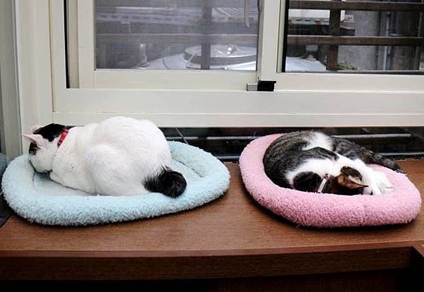 貓奴記事 土下坐小貓們zz Yuliko X 琇的異世界 ﾟ 痞客邦