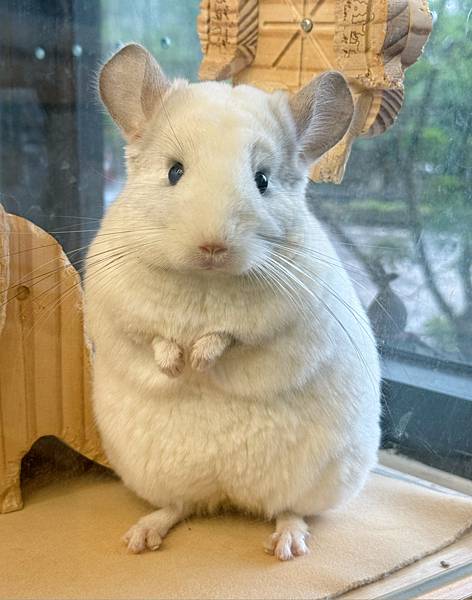 【幸福龍貓咖啡廳】心「絨」化了!必訪療癒系複合式主題餐廳(附 【幸福龍貓咖啡廳】心「絨」化了!必訪療癒系複合式主題餐廳(附