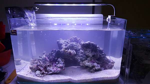 海水缸 紀錄甚麼都不懂的跳海第一缸 我與老爺的一尺海水缸紀錄 喜樂居の逸想世界 痞客邦 海水缸 紀錄甚麼都不懂的跳海第一缸 我與老爺的一尺海水缸紀錄 喜樂居の逸想世界 痞客邦
