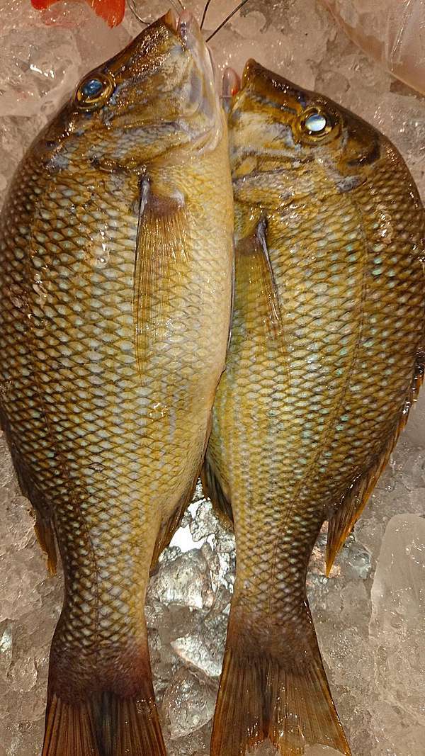 親子共食 清蒸 青嘴魚 青嘴龍占魚 但紅燒比較合適 做菜其實也需要有實驗精神 漁陸海鮮 快筷食魚 的部落格