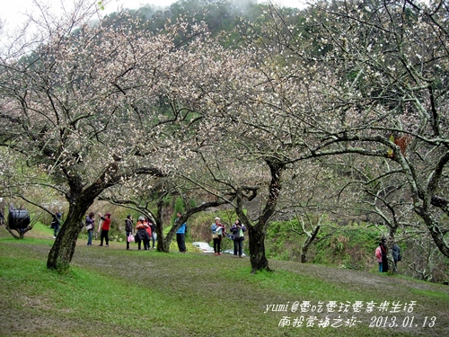 痞客~南投賞梅之旅-09