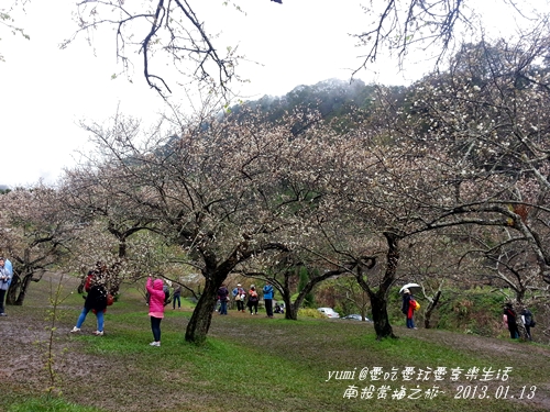 痞客~南投賞梅之旅-08