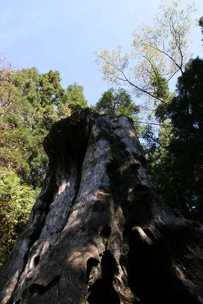 千年檜木 (1).jpg