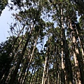 漫步杉林溪 (7).jpg