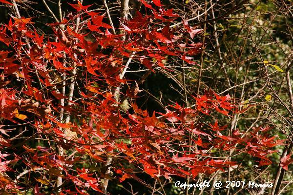 槭紅 (7).jpg