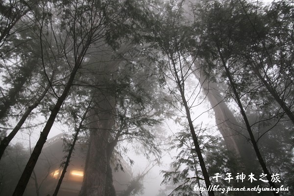 馬告生態公園--神木園 (59).jpg