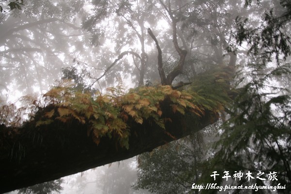 馬告生態公園--神木園 (45).jpg