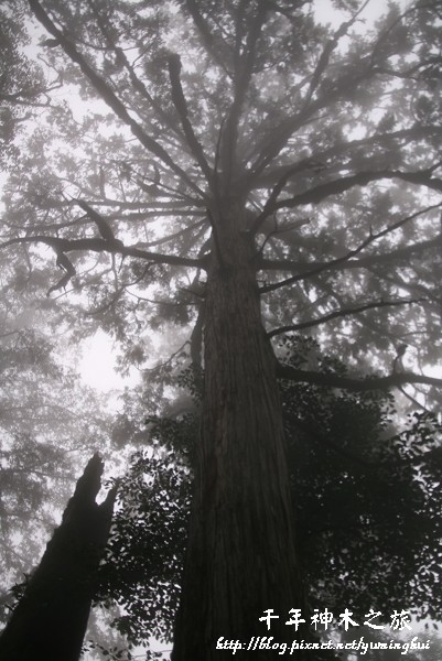 馬告生態公園--神木園 (44).jpg