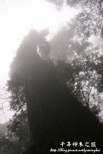 馬告生態公園--神木園 (36).jpg