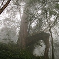 馬告生態公園--神木園 (26).jpg