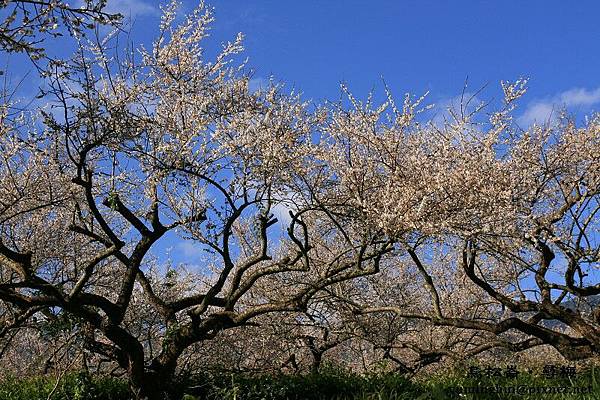 烏松崙‧尋梅 (34)