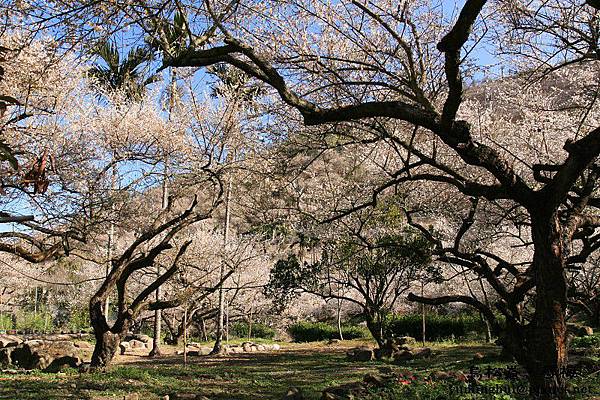 烏松崙‧尋梅 (46)