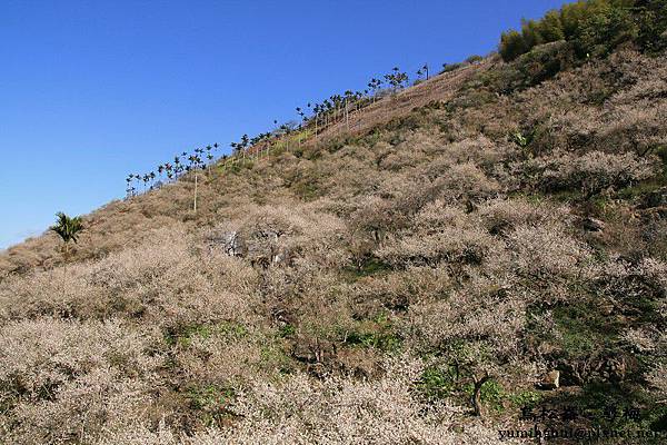 烏松崙‧尋梅 (65)
