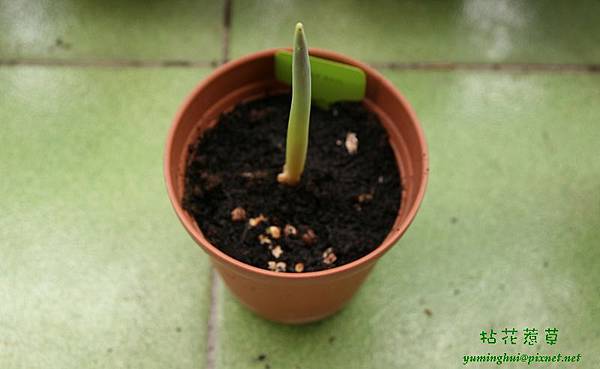 鬱金香種植紀錄 (4).jpg