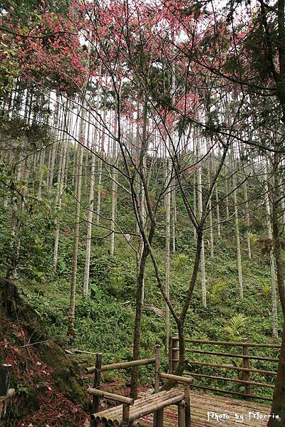 大鞍國小 (10).jpg