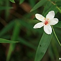 挑炭古道尋油桐花 (26).jpg