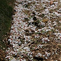 永和山水庫遇上桐花雨 (18).jpg