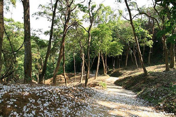 永和山水庫遇上桐花雨 (28).jpg