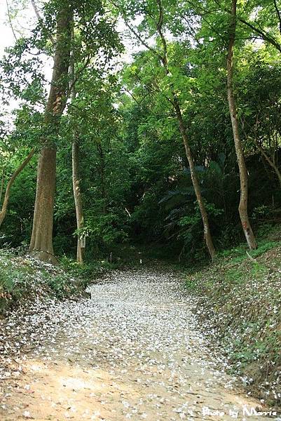 永和山水庫遇上桐花雨 (33).jpg