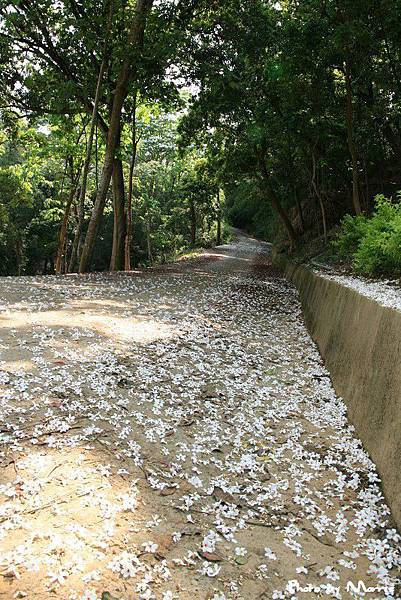 永和山水庫遇上桐花雨 (52).jpg