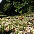 永和山水庫遇上桐花雨(00).jpg