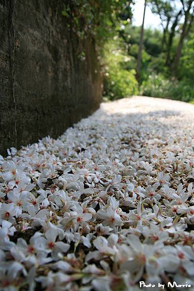 永和山水庫驚見桐花大道 (05).jpg