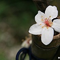 永和山水庫驚見桐花大道 (25).jpg