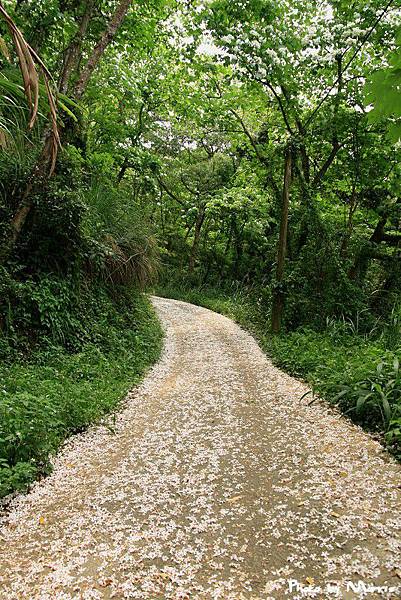 永和山水庫驚見桐花大道 (42).jpg