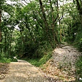 永和山水庫驚見桐花大道 (44).jpg