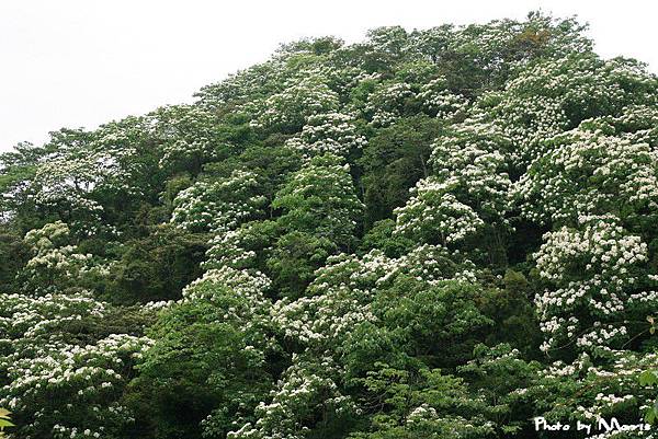 夢幻桐花步道遇見桐花林 (02).jpg