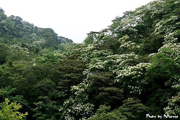 夢幻桐花步道遇見桐花林 (03).jpg