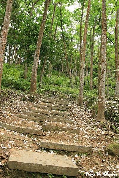 夢幻桐花步道遇見桐花林 (22).jpg