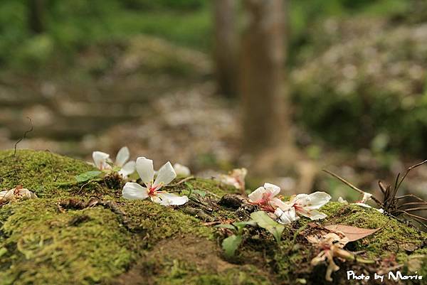 夢幻桐花步道遇見桐花林 (23).jpg