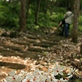 夢幻桐花步道遇見桐花林 (28).jpg