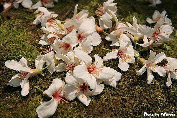 夢幻桐花步道遇見桐花林 (40).jpg