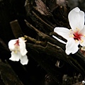 夢幻桐花步道遇見桐花林 (47).jpg