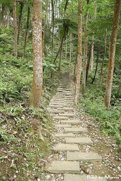 夢幻桐花步道遇見桐花林 (51).jpg