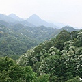 夢幻桐花步道遇見桐花林.jpg