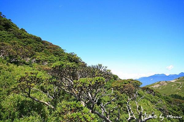 合歡山東峰百岳行 (34).jpg