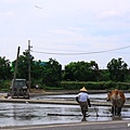 水牛犁田 (1).jpg