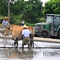 水牛犁田 (2).jpg