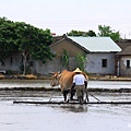 水牛犁田 (4).jpg