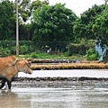 水牛犁田 (8).jpg