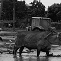 水牛犁田.jpg