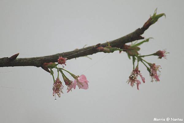 鹿谷台大茶園 (21)