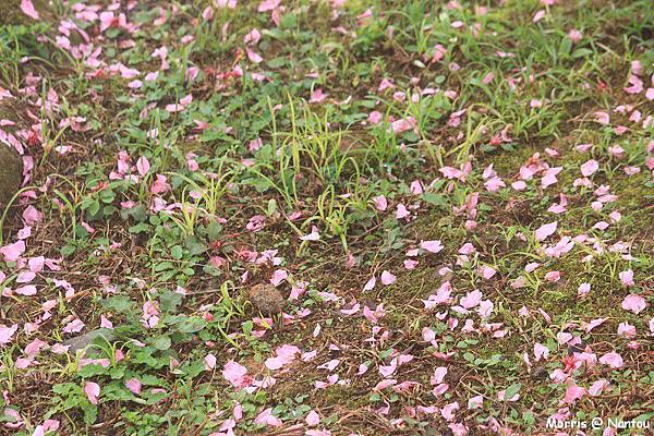 鹿谷台大茶園 (22)